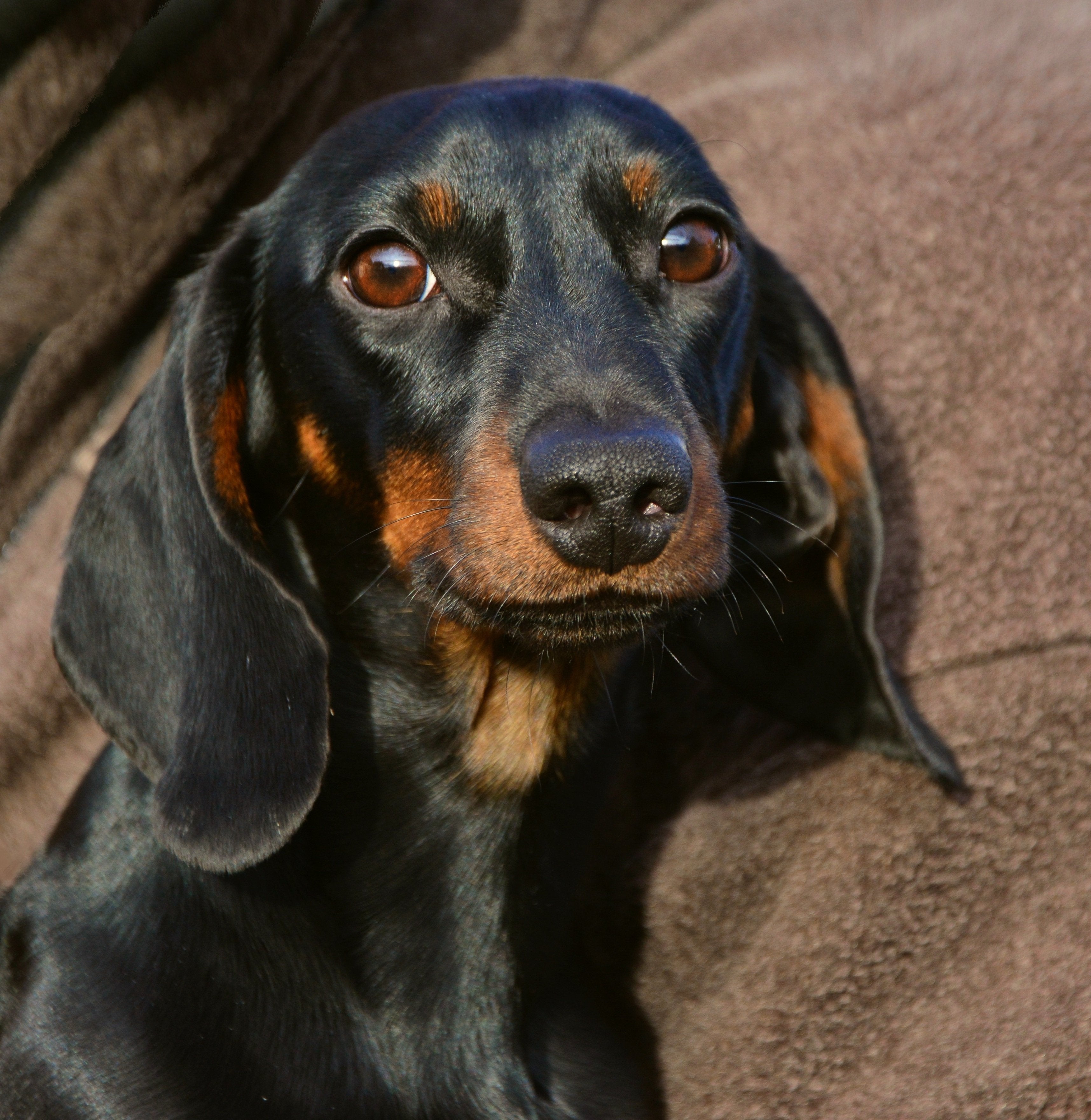 Vetara Care — for happy dogs